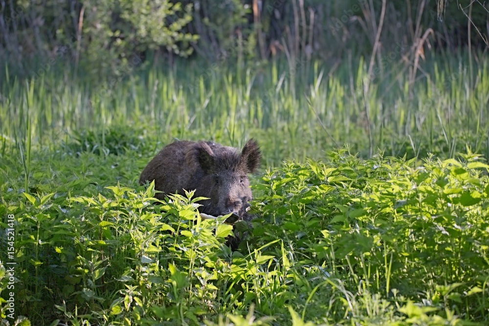 Wild boar - Sus scrofa. Wilderness. Walking in nature still life, marsh. Dense forest trees, reeds and grass, wild landscape. The natural scenery of Slovakia, Europe. Wildlife. Wild boar - Sus scrofa. Wilderness. Walking in nature still life, marsh. Dense forest trees, reeds and grass, wild landscape. The natural scenery of Slovakia, Europe. Wildlife.