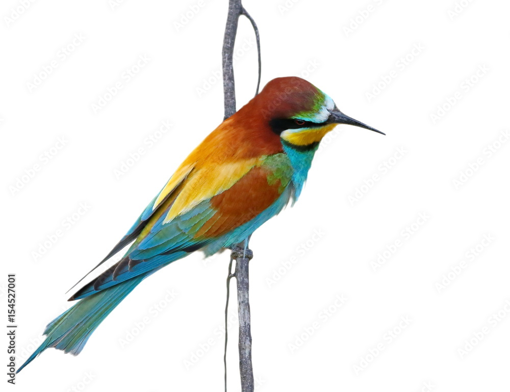 Obraz premium European bee-eater isolated on white background, Merops apiaster