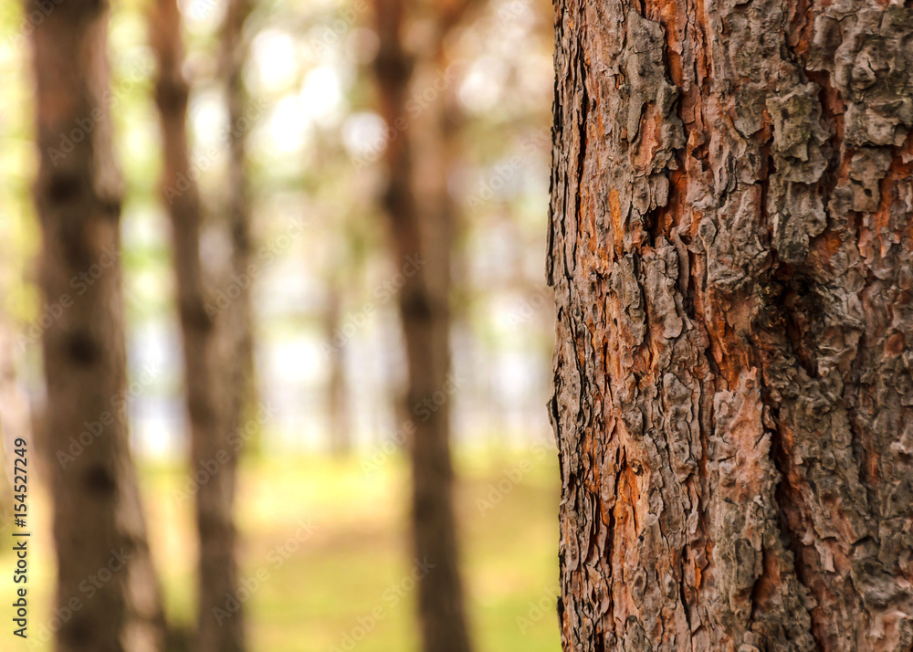 Blurred background of tree trunk, copy space, lens blur. Blurred background of tree trunk, copy space, lens blur.
