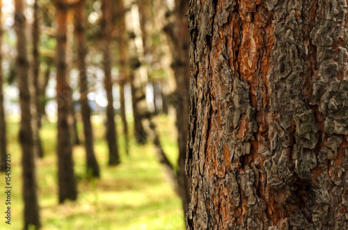 Fototapeta Naklejka Na Ścianę i Meble -  Blurred  background of tree  trunk, copy space, lens blur.