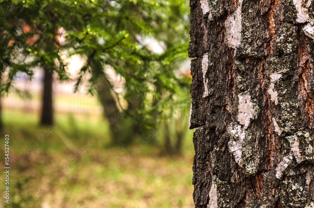Blurred background of tree trunk, copy space, lens blur. Blurred background of tree trunk, copy space, lens blur.