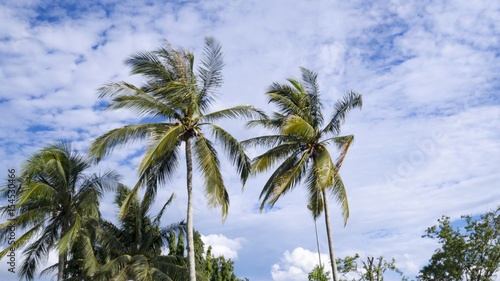 Coconut tree nature against with blue sky swaying in wind. © ieang