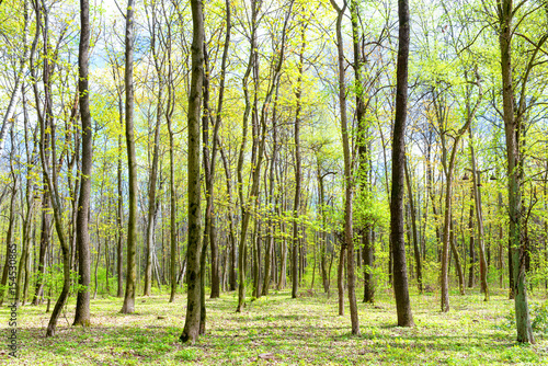 Green spring forest