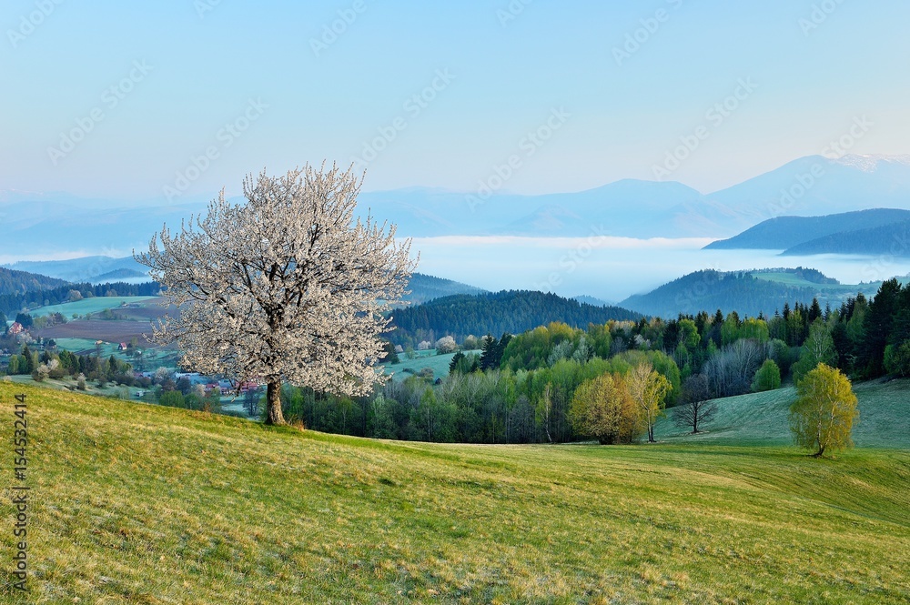Spring meadows and fields landscape in Slovakia. Low Tatras panorama with snowy peaks. Blooming cherry trees. Cloudly inversion after the rain. Spring meadows and fields landscape in Slovakia. Low Tatras panorama with snowy peaks. Blooming cherry trees. Cloudly inversion after the rain.