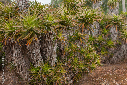 Flowering cacti and succulents in the valley of cacti, Живой, зеленый, колючий забор из кактусов и суккулентов
