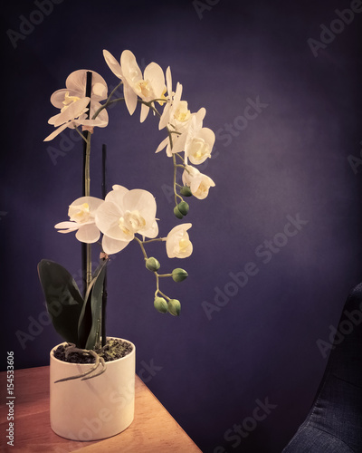 Dark interior with elegant white orchids © Studio Light & Shade