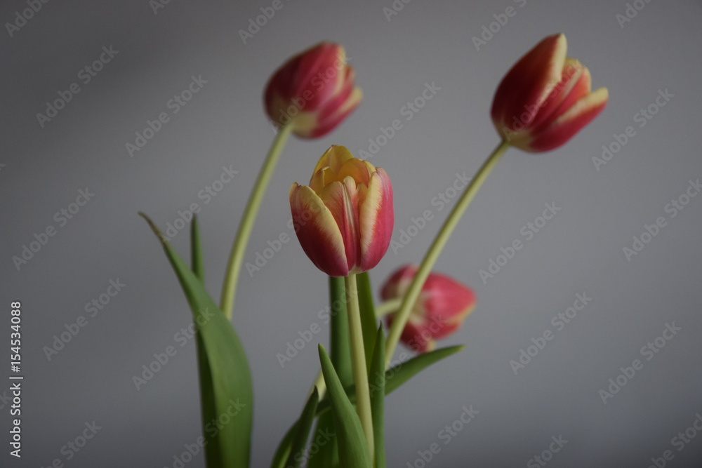 Tulip Tulip