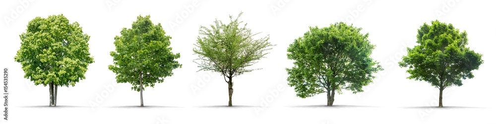 Obraz premium Kolekcja wysokiej rozdzielczości Drzewo samodzielnie na białym tle