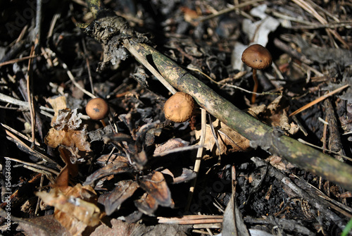 Close-up group of mushroom in rotten grey leaves and old pine cone, in the forest, view from top