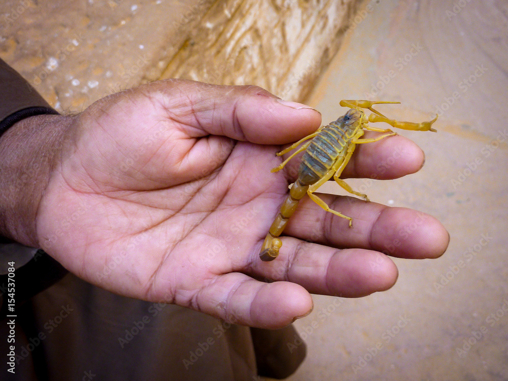 Obraz premium Small Yellow Scorpion