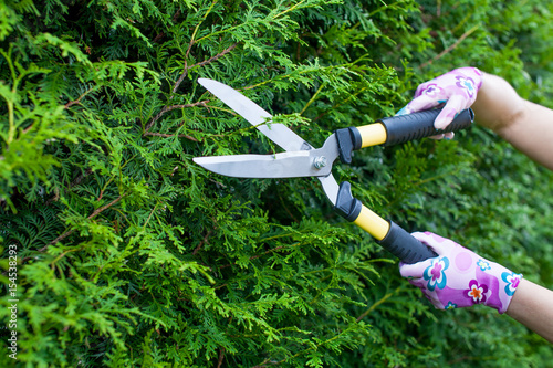 professional gardener at work. close up of woman hands working with hedge shear in the yard. garden worker trimming plants. topiary art. gardening service and business concept
