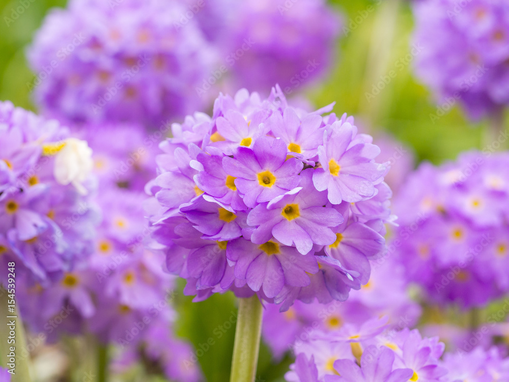Several globular flowers of Primula on a background of green grass in the spring