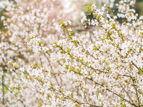Branch with blossoms Sakura. Abundant flowering bushes with pink buds cherry blossoms in the spring. Prunus incisa © Nata Bene