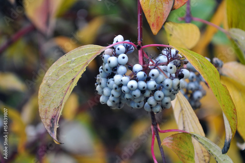 White berries of Derain a branch close up in autumn. photo