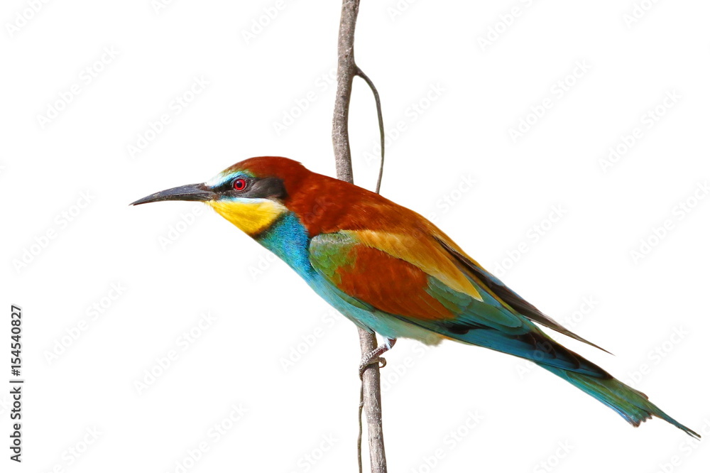 Fototapeta premium European bee-eater isolated on white background, Merops apiaster