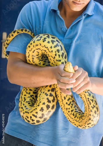 Spotted pithon is taken by a man in the street. Safety from reptiles. photo