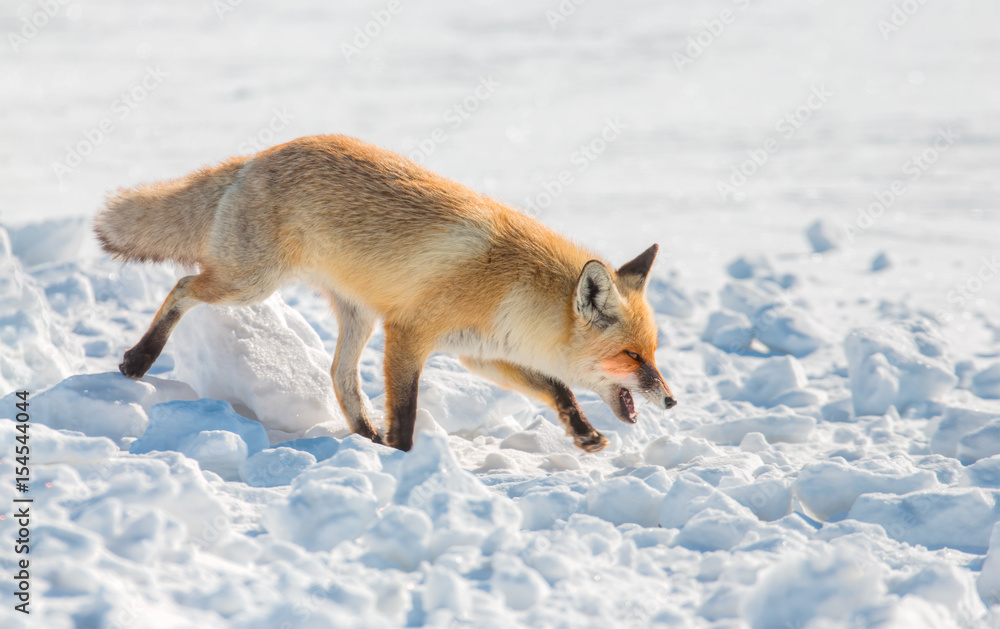 Red fox walking through the winter snow