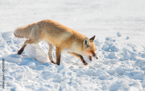 Red fox walking through the winter snow