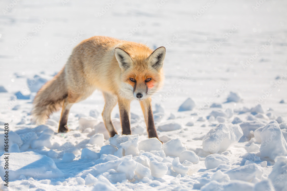 Red fox walking through the winter snow Red fox walking through the winter snow