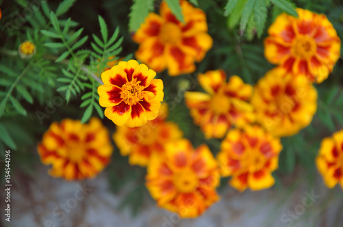 A lot of blooming orange marigold flowers. One flower close-up, blurred background.