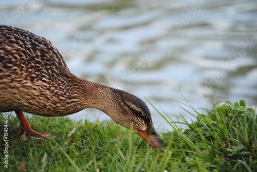 Canard photo