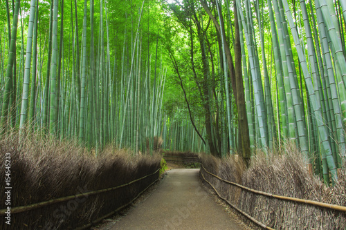 Bamboo forest of Arashiyama near Kyoto  Japan