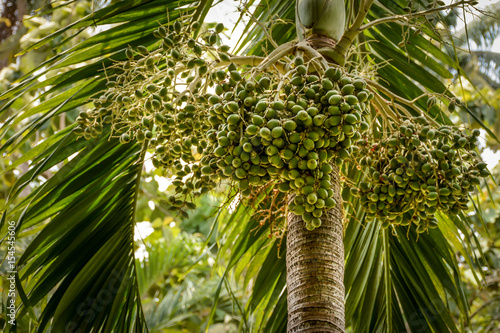 Billede på lærred bunches of betel nut on the plant