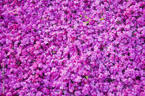 Pink flowers background © canjoena
