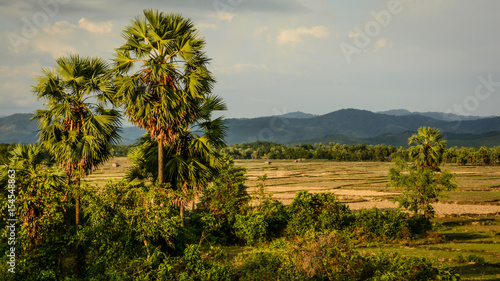 two palms with field and mountain background at sunset