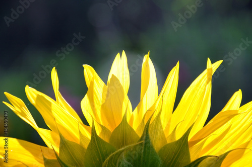 Petals flower of yellow sunflower close-up in the light of the sun.