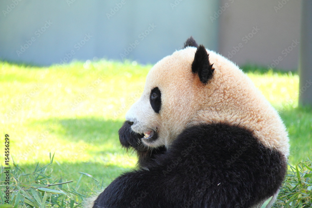 Fototapeta premium Side face of Panda on grasses