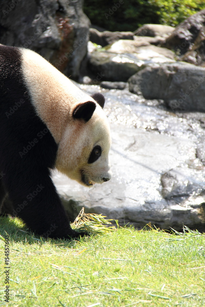 Fototapeta premium Panda walks on grasses