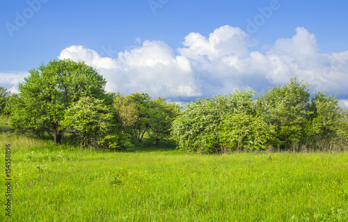 The grassy clearing went to trees with a blue sky and white clouds © Nikolay