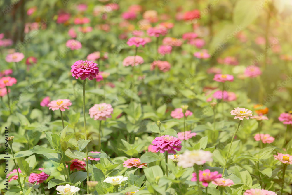 Pink zinnia flowers in the garden with warm toned flare light. Pink zinnia flowers in the garden with warm toned flare light.