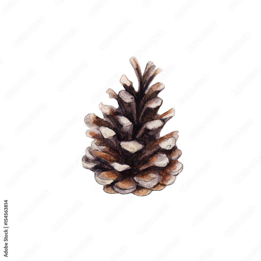 The cone of fir tree isolated on white background, watercolor illustration in hand-drawn style. The cone of fir tree isolated on white background, watercolor illustration in hand-drawn style.