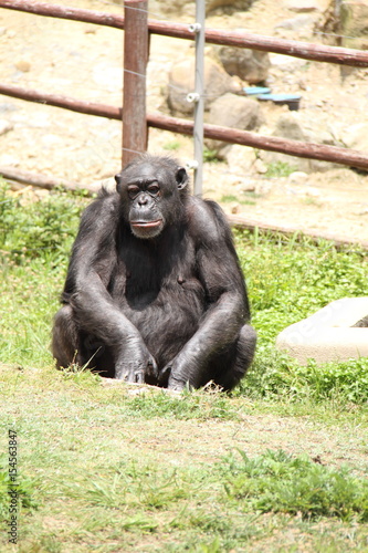 Chimpanzee sits on grasses