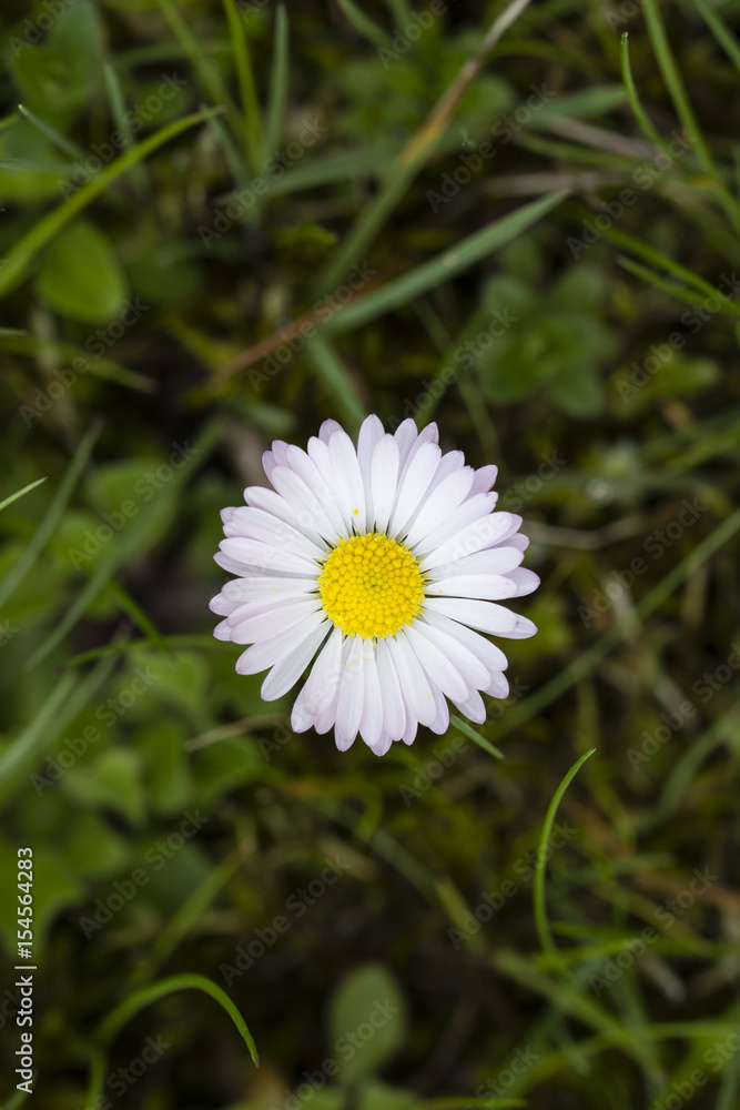 Flower of daisy in the grass. Flower of daisy in the grass.