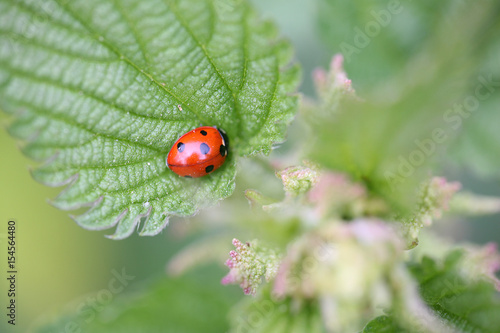 ladybird on nettle leaf