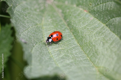 ladybird on nettle leaf