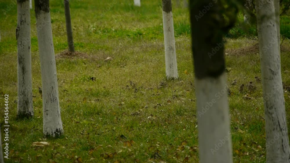 group of sparrow eating seed in forest.