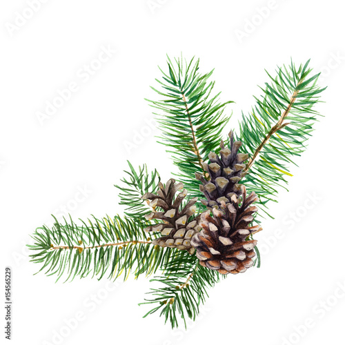 The branch of fir tree with cones on white background, watercolor illustration in hand-drawn style.