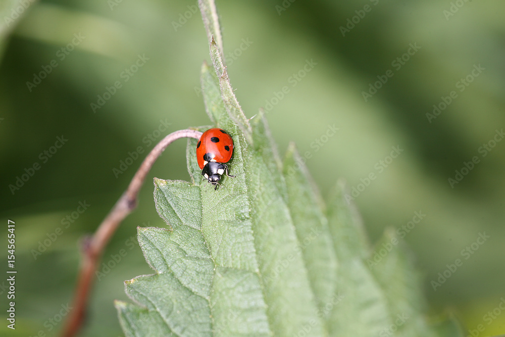 ladybird on nettle leaf ladybird on nettle leaf
