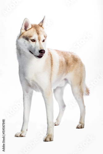 Siberian Husky