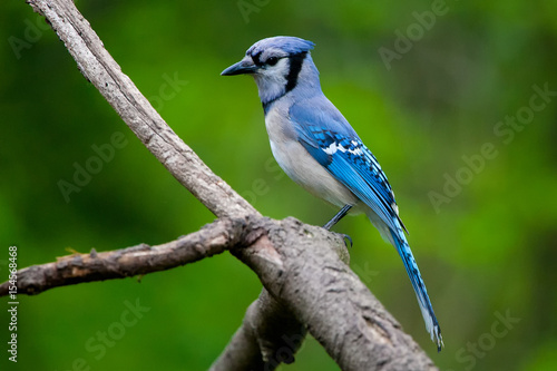Blue Jay on a Natural Perch