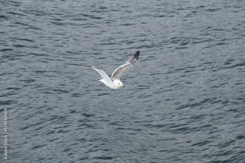 Sea gull flys on the sea