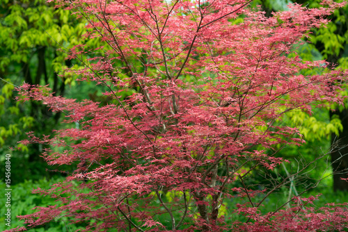 Maple tree Acer palmatum