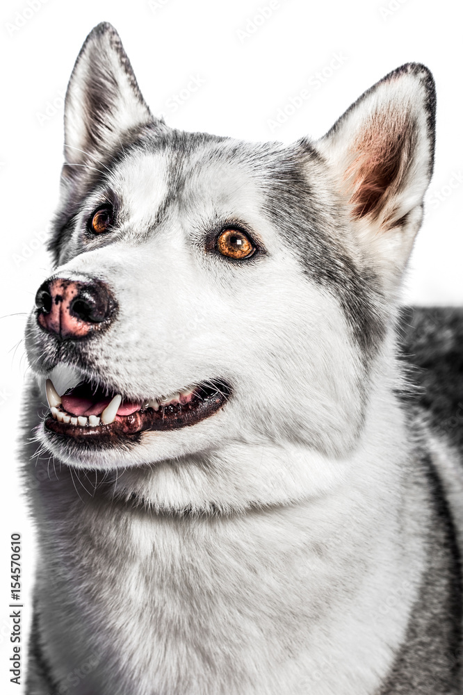 Portrait of a work dog on a white background Portrait of a work dog on a white background