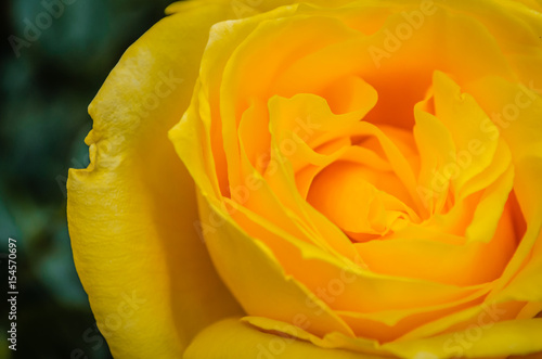 Orange yellow rose with detail on the petal 