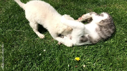 Slow motion epic fight between puppy and kitty in the garden 1920X1080 HD footage - Cat and little dog outdoor battle slow-mo 1080p FullHD video