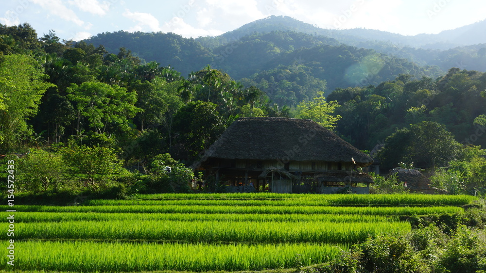 Maison thaï typique devant ses rizières en terrasse